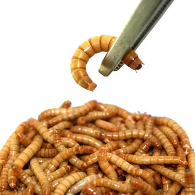 살아있는 밀웜 반려동물 먹이 극소 100+100, 밀웜,1.8-2.0cm, 100+100마리