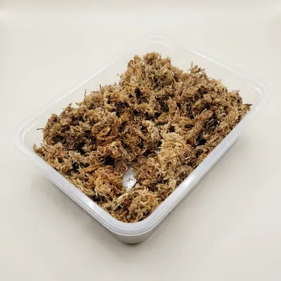 천연수태, 베이지, 1개