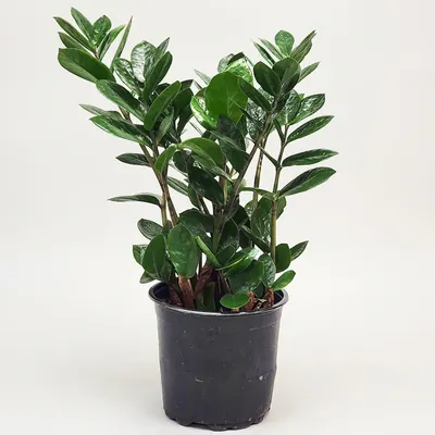 금전수 중품, 40~50cm, 1개