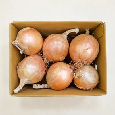 잘말려 단단한 최상급 무안 일반양파, 소, 5kg, 1박스