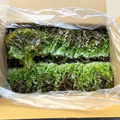 국내산 꽃상추, 2kg 내외, 1개