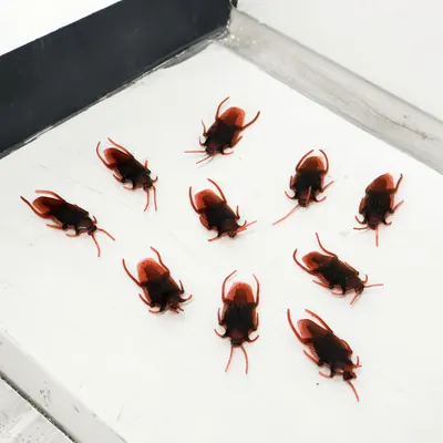 바퀴벌레 모형, 10P, 1개