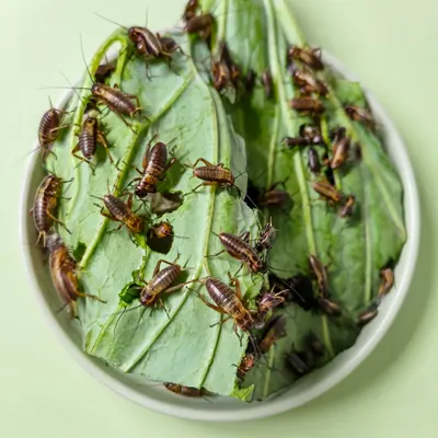 쌍별귀뚜라미 파충류 먹이, 2g, 300마리, 1개