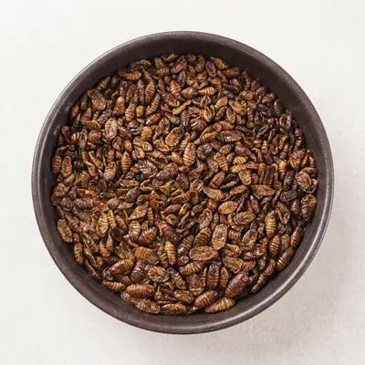 고단백 프리미엄 냉동번데기, 4kg, 1개